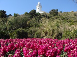 ストックの咲き乱れる現在の洲埼灯台