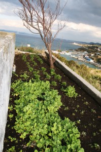 洲埼灯台に植えられた菜の花　マーガレット